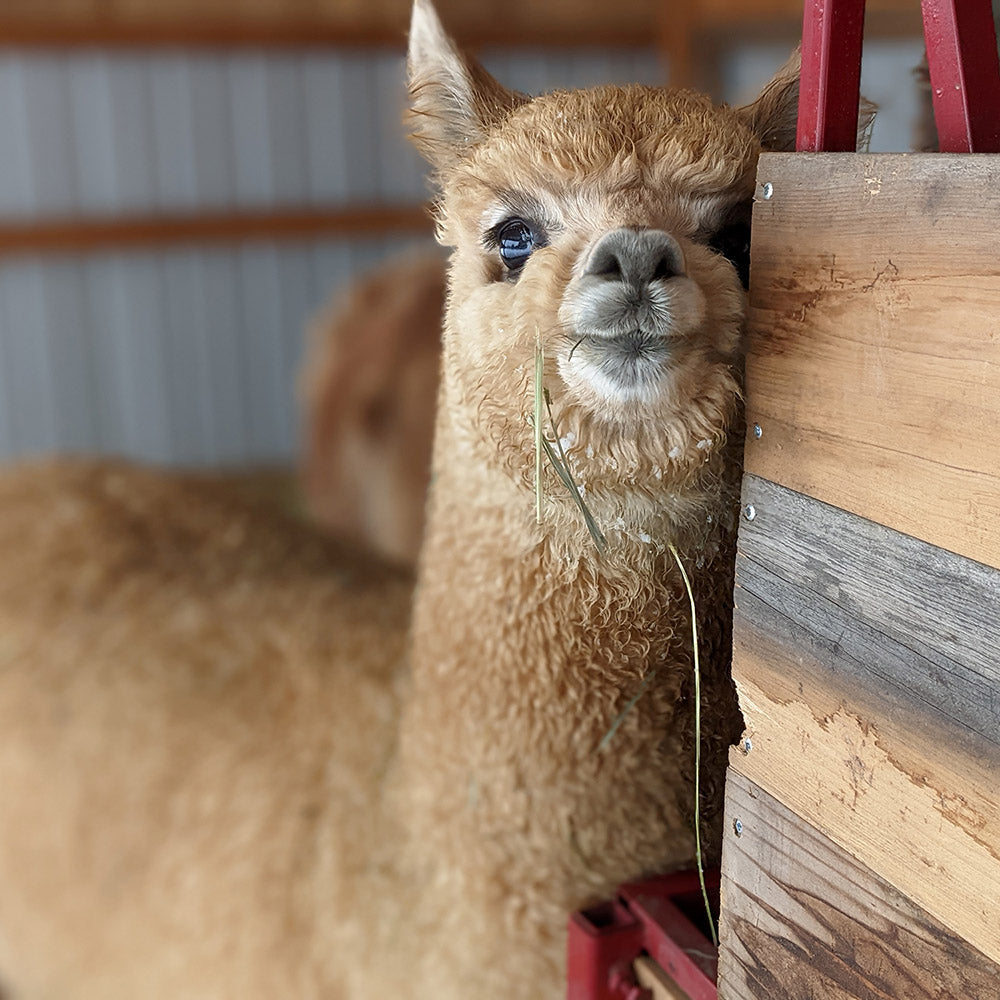 A close up of a young alpaca